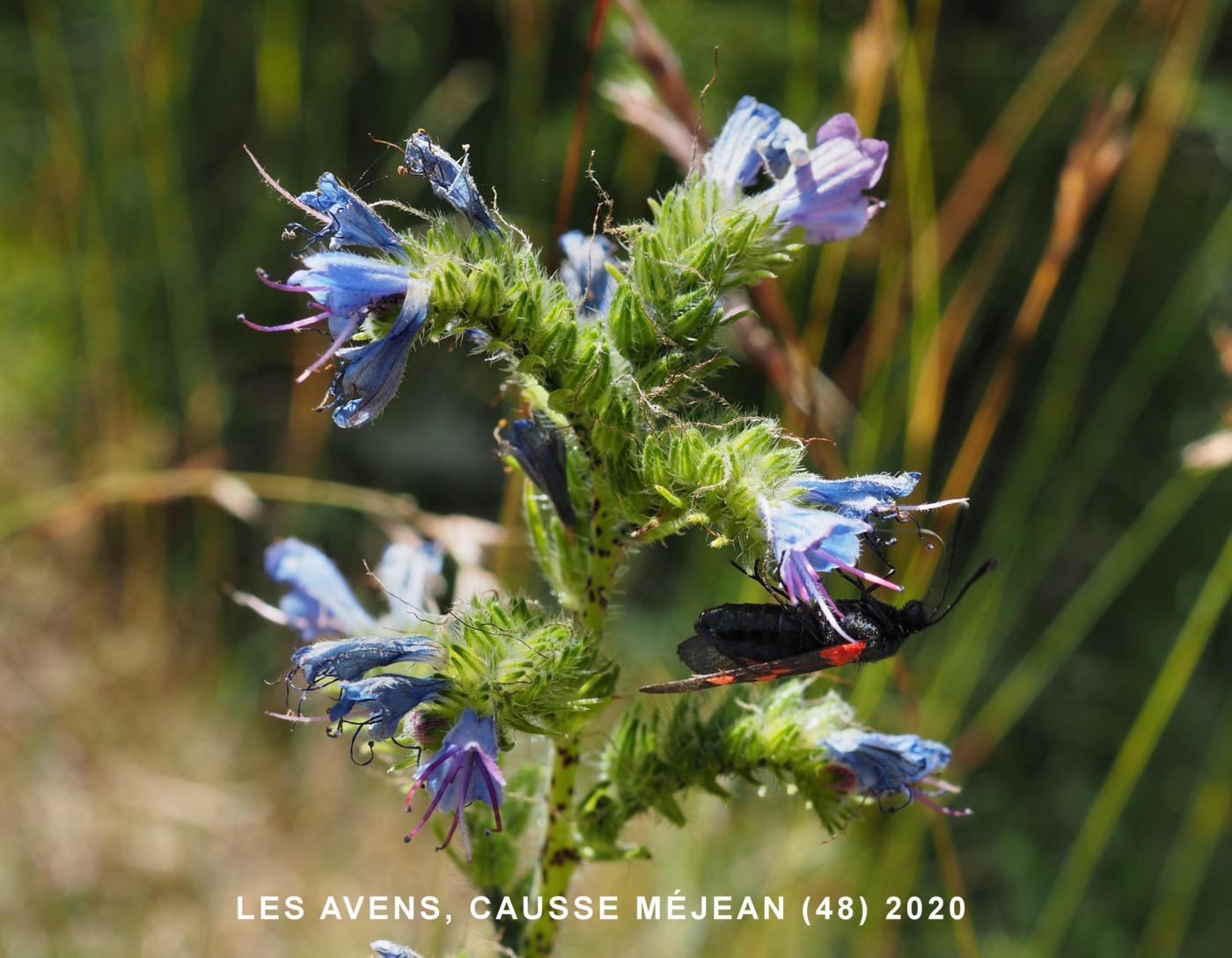 Viper's Bugloss flower